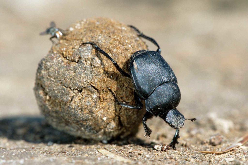 Beautiful-And-Abundant-Dung-Beetle-1024x685 Animais com poderes super interessantes