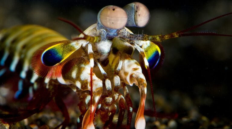 Animais com poderes super interessantes