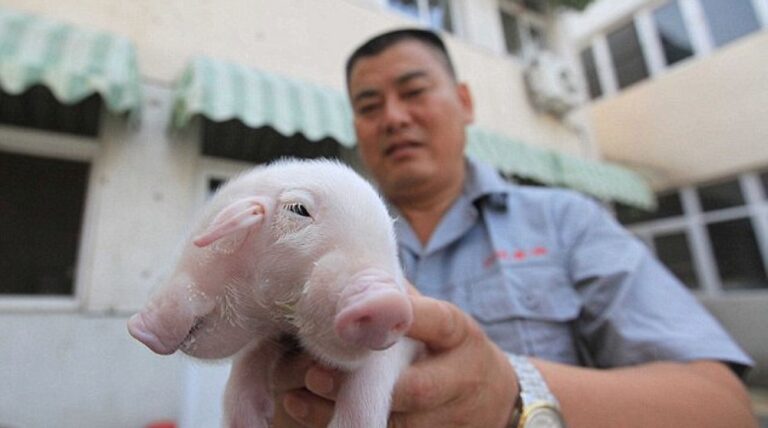 Leitão de duas cabeças