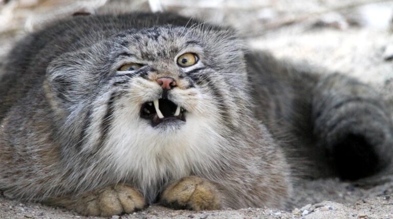 Animais perigosos que parecem ser inofensivos