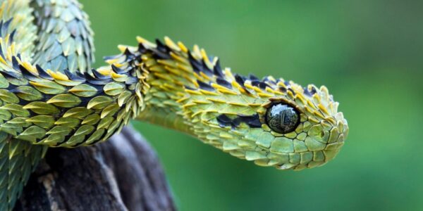 Bush-Viper-600x300 index