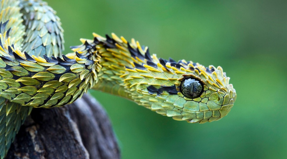 Bush-Viper Ufologia