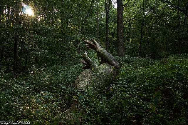 dinossauro2 Curiosidades: Jurassic Park da vida real abandonado em uma floresta