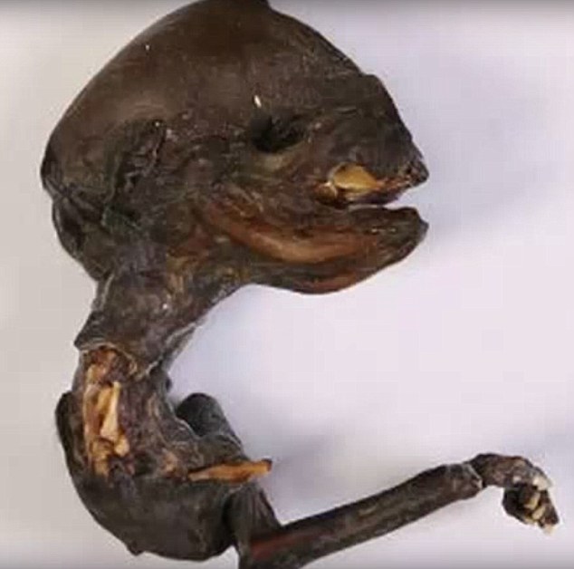 frangoAlien Cientistas perplexos após misterioso cadáver "alien" ser encontrado na Rússia