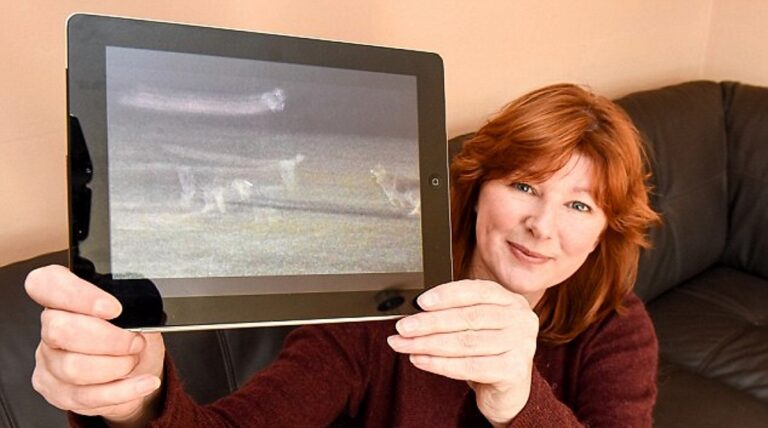 cachorro fantasma Destaque