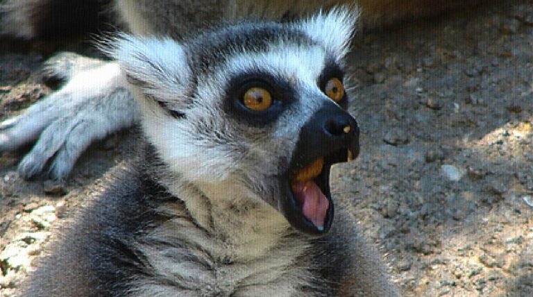 10-curiosidades-incriveis-sobre-o-reino-animal-destaque