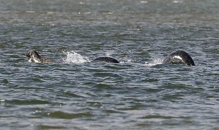 monstro-do-lago-ness-1 Um trabalhador de um armazém capturou a imagem mais convincente do Monstro do Lago Ness