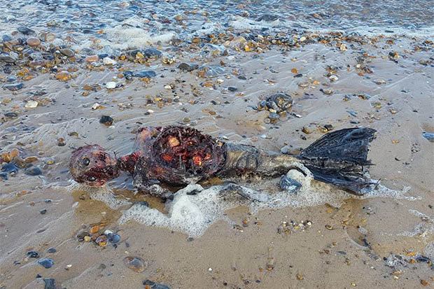 Sereia-1 Mistério: Sereia em decomposição encontrada em praia poderia ser real?