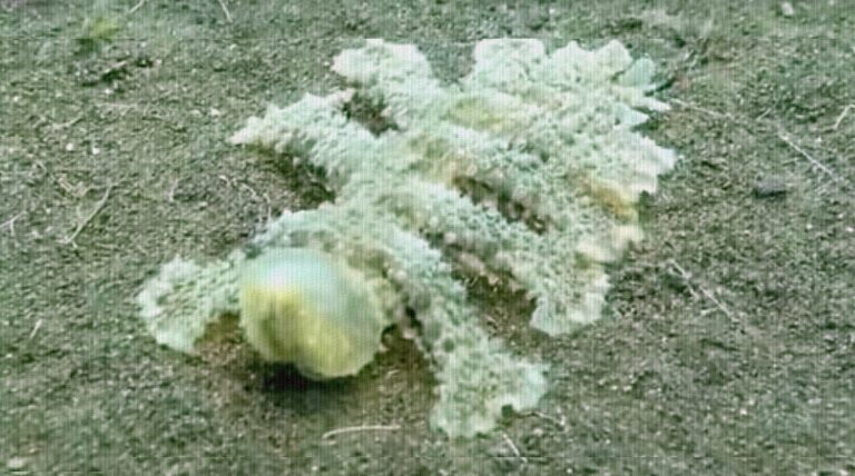 criatura-alienigina-destaque