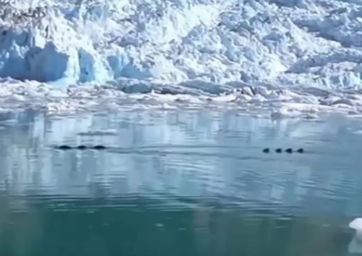 alaska-1 Turistas filmam monstro marinho no Alasca, seria Nessie passeando em terras geladas?