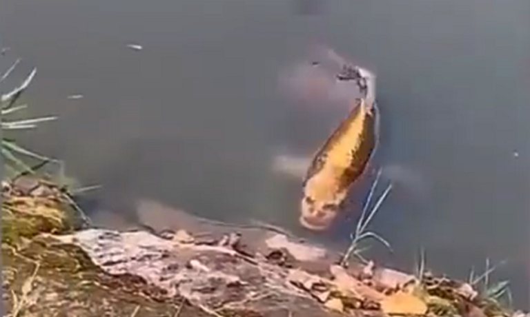 peixe com rosto humano 2 Destaque