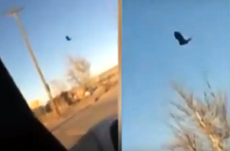 corvo congelado destaque