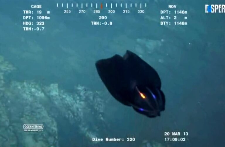 criaturas-marinhas-destaque