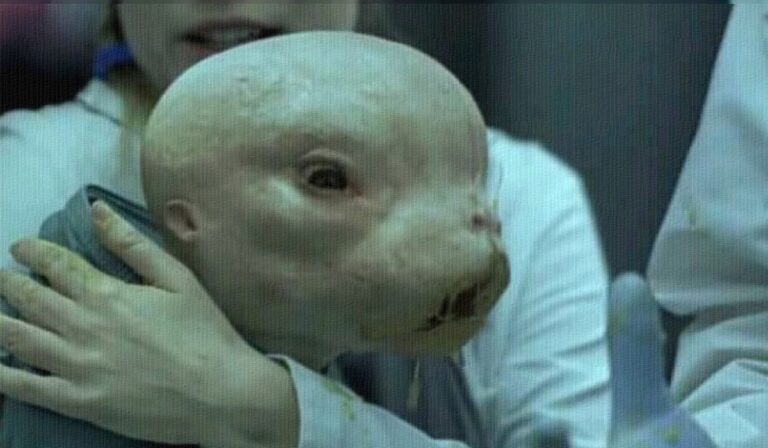 animal-hibrido-destaque