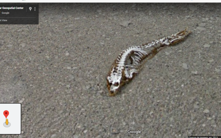 esqueleto-dinossauro-destaque