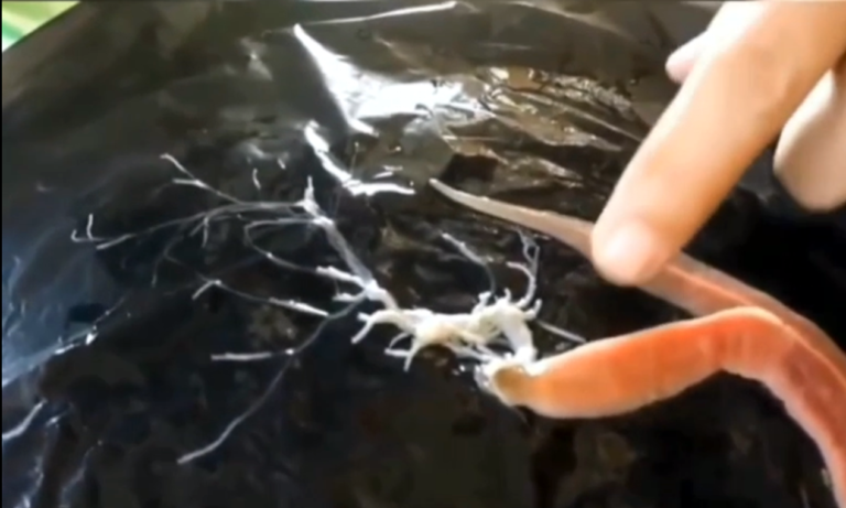 criatura-alien-destaque-1