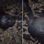 filhote-pe-grande-destaque