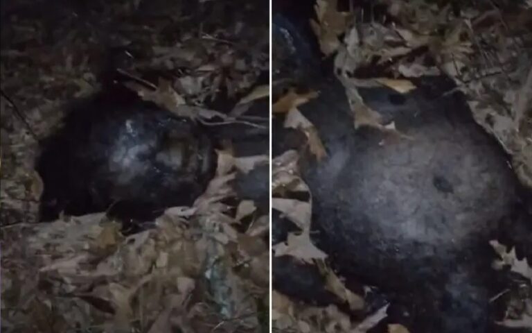 filhote-pe-grande-destaque