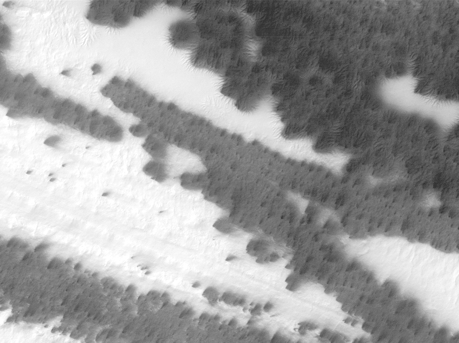 floresta-marte As misteriosas "árvores" de Marte: "fotografias estranhas do planeta vermelho"
