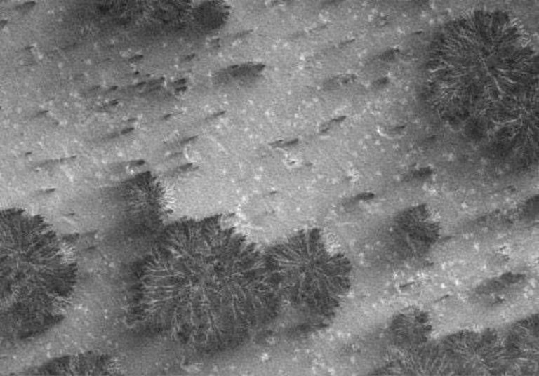 foto-marte1 As misteriosas "árvores" de Marte: "fotografias estranhas do planeta vermelho"