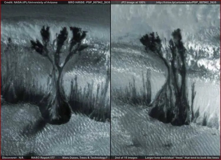 foto-marte2 As misteriosas "árvores" de Marte: "fotografias estranhas do planeta vermelho"