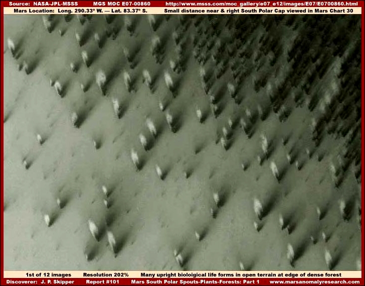 foto-marte3 As misteriosas "árvores" de Marte: "fotografias estranhas do planeta vermelho"