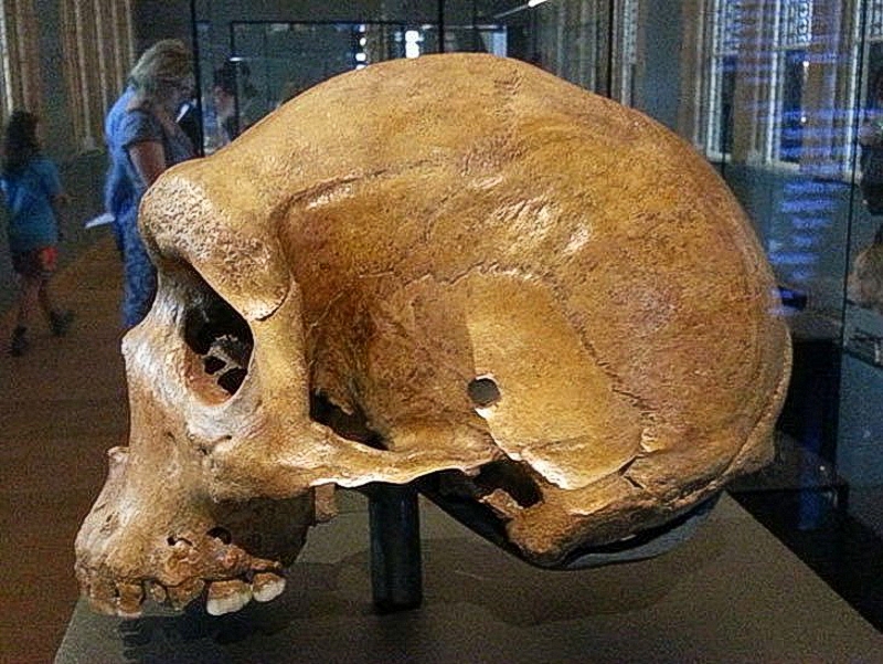 neandertal-3 Alienígenas do Passado: Quem meteu bala nesses Neandertais?