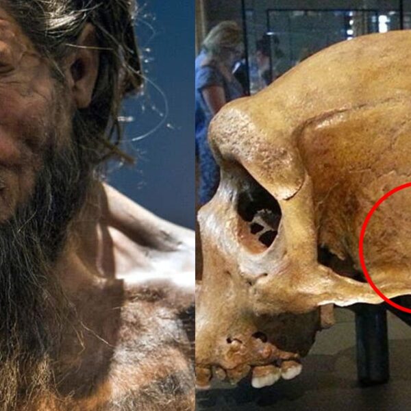 neandertal-destaque-600x600 index