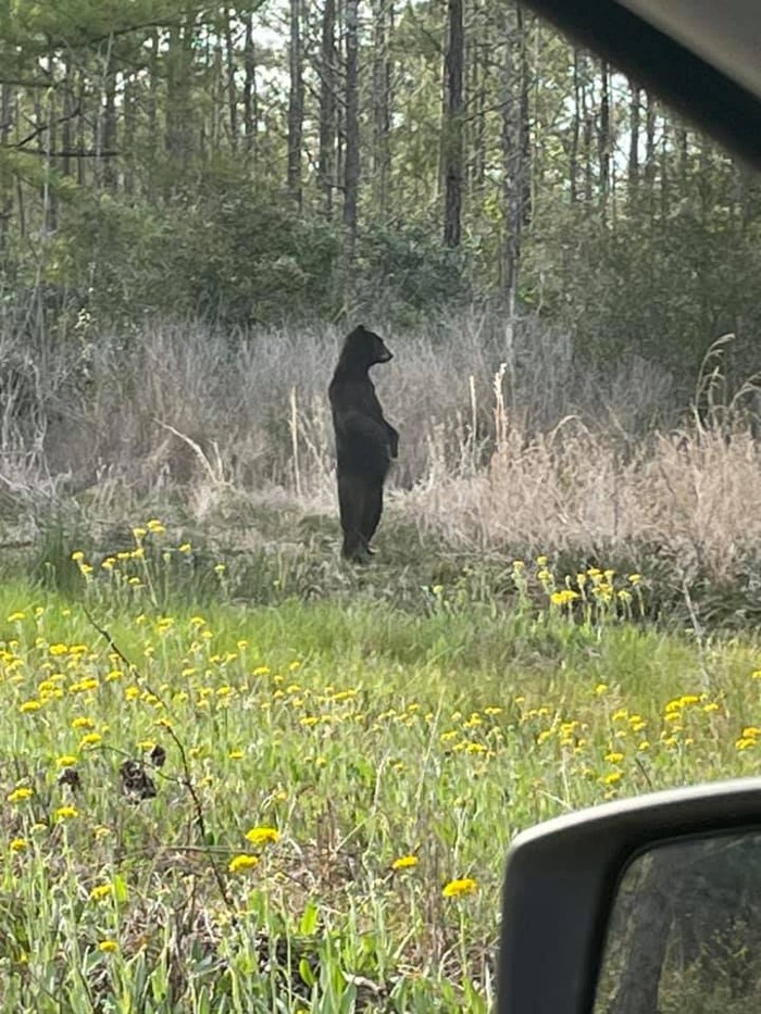 urso-3 Nada contra ursos, exceto quando eles estão em suas patas traseiras como humanos, isso já assusta...