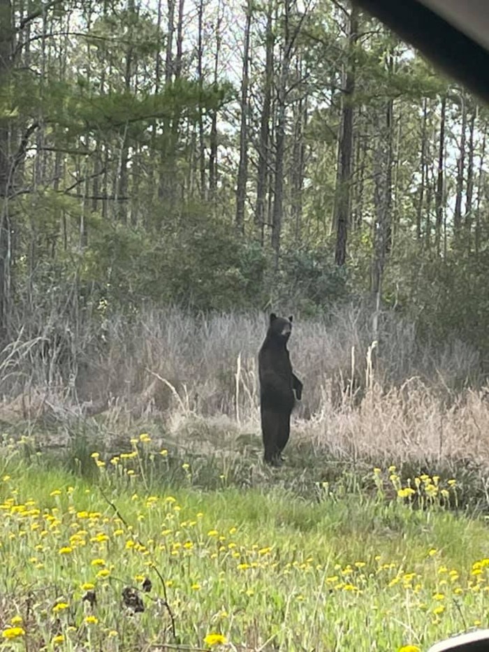 urso-4 Nada contra ursos, exceto quando eles estão em suas patas traseiras como humanos, isso já assusta...